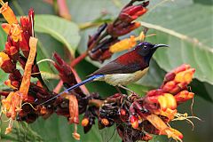 Black-throated Sunbird